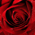 Yo Roses加速器