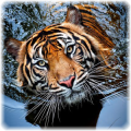 Animal Jigsaw Puzzles