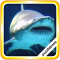 Shark Jigaw Puzzles