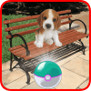 Pocket Puppy Pet Go!加速器
