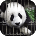 Can You Escape - Baby Panda加速器