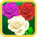 Shoot Bubble Rose 2017