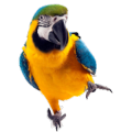 Parrots 3 game puzzle