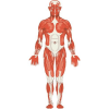 Skeletal muscles quiz加速器