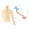 Nervous system quiz