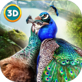 Peacock Simulator 3D加速器