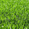 Grass Growing加速器