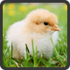 Jogo de adivinhar o animal