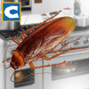 蟑螂昆虫模拟器加速器