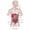 Gastric juice quiz加速器