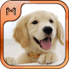 Dog Breeds Quiz HD加速器