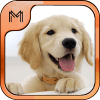 Dog Breeds Quiz HD