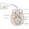 The optic nerve quiz
