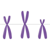 Chromosomes and DNA quiz加速器