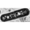 Bacteria cell parts quiz加速器