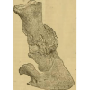 Osteology quiz