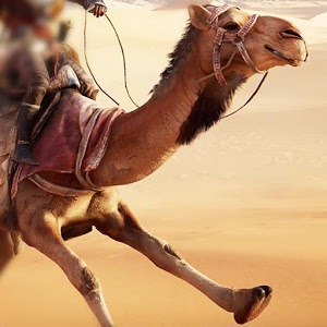 骆驼种族迪拜骆驼模拟器加速器