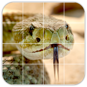 Tile Puzzles · Snakes加速器