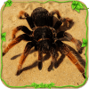 Spider Simulator: Life of Spider加速器
