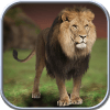 Wild Lion Simulator 2016加速器