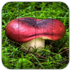 Tile Puzzles · Mushrooms加速器