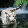 有趣的動物園拼圖拼圖