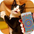 猫催眠幻觉笑话