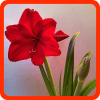 Blumenquiz