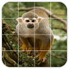 Tile Puzzles · Monkeys加速器