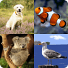 Kids Spelling Quiz - Animals and Birds