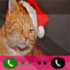 Call From Pretty Cat加速器