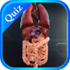 Internal Organs in 3D (Anatomy) Quiz加速器