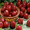 Plumtroop halan3