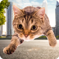 Crazy Cat Simulator 2018