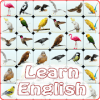 Onet Bird English加速器