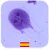 Quiz de Parasitología