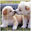 Puzzle Cute Dog加速器