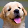 Jigsaw Puzzle Puppies加速器
