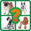 Popular Dog Breeds Quiz加速器