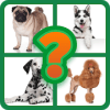 Popular Dog Breeds Quiz