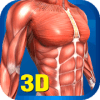 Muscular System 3D (anatomy) Quiz