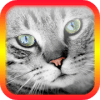 Translator for Cats - Cat Translator