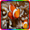 Find Nemo fishs puzzle games加速器