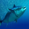 Big Tuna Fishing加速器