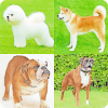 Guess The Dog Breeds Most Popular Dog Breeds Quiz