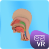 VR Organ Pencernaan加速器