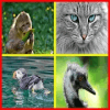 Learn animals name with animals quiz game