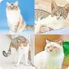 Guess The Cat Breeds Most Popular Cat Breeds Quiz