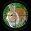 Rabbit Hunting 3D加速器