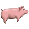 Pouncing Piggy